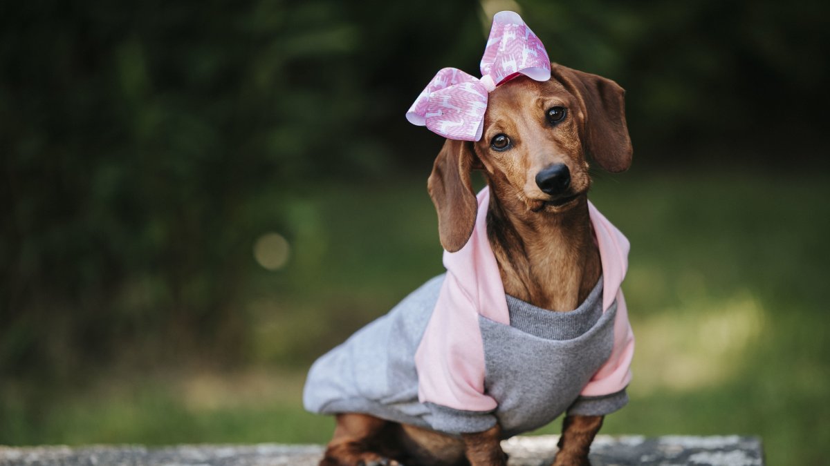 Abriga a tus mascotas solo si lo necesitan