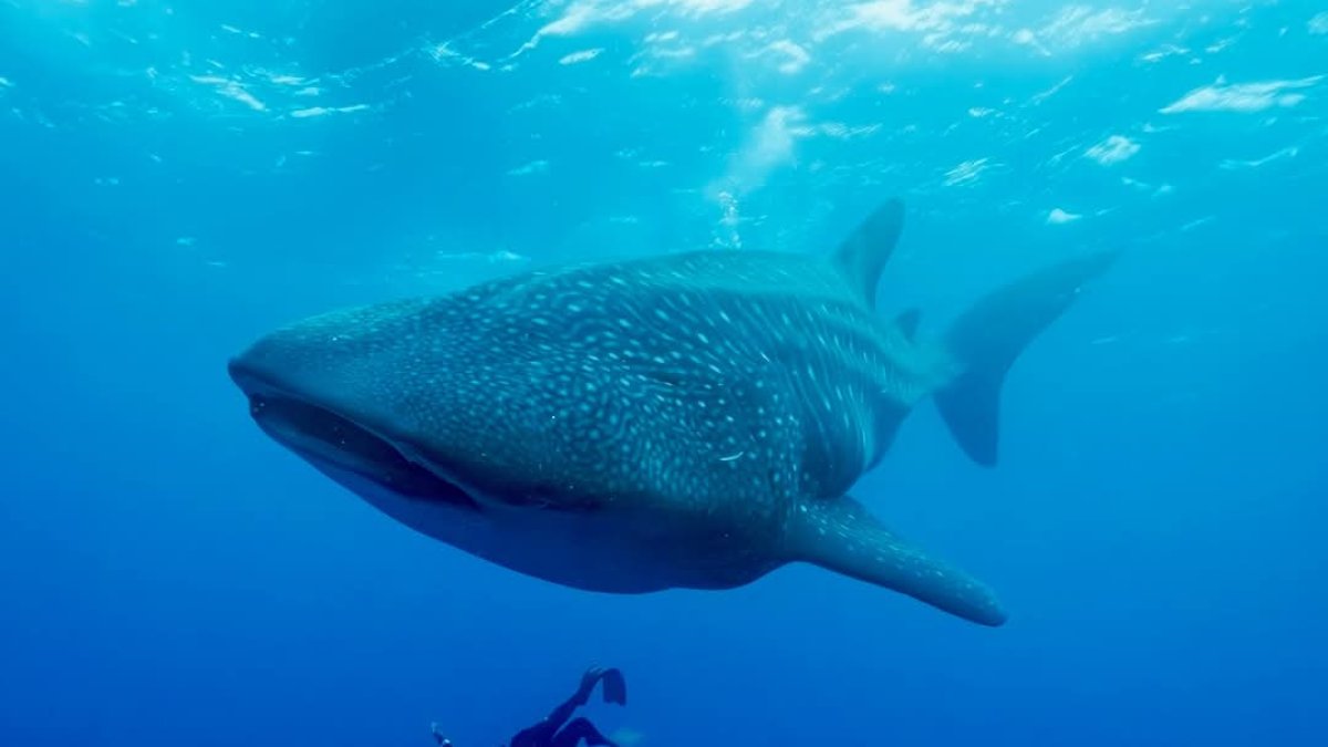 Esta enorme criatura puede crecer hasta 40 pies de largo, pero a pesar de su tamaño, es considerado un amable gigante.