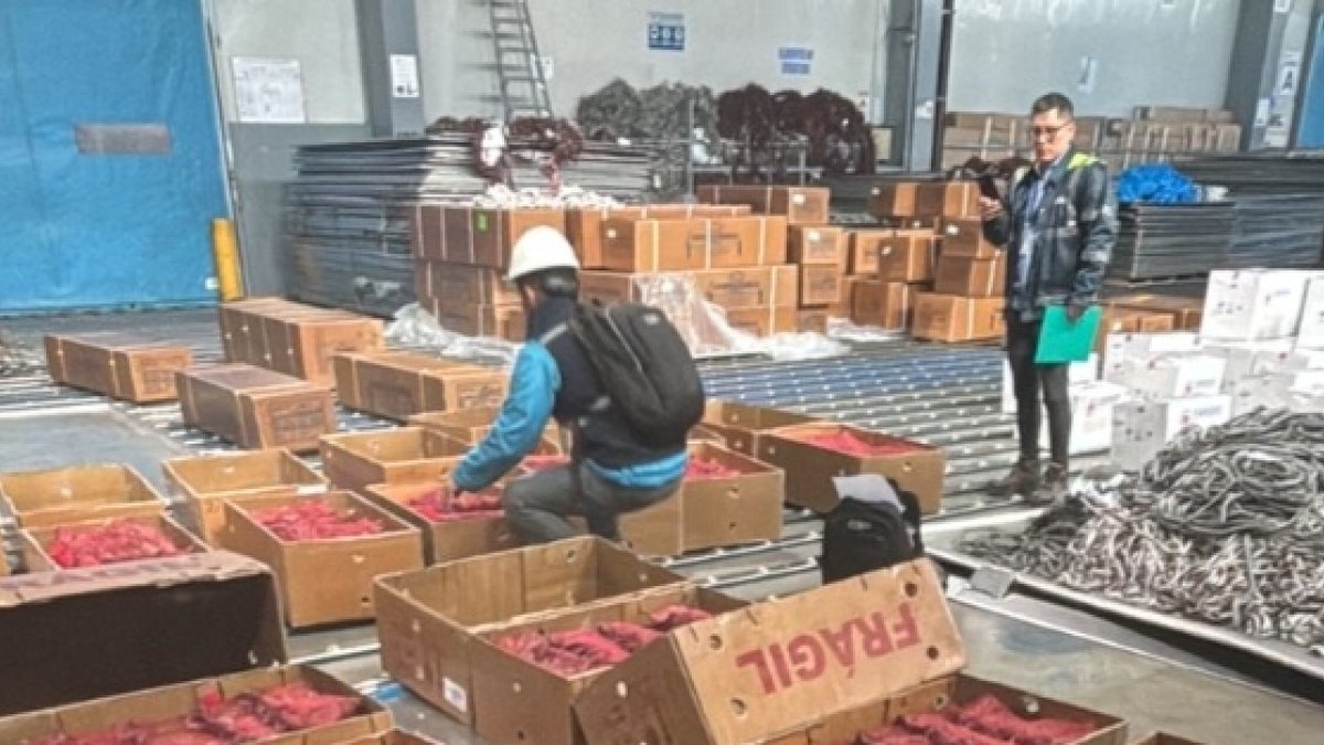 Los cangrejos vivos que se detectan en el aeropuerto de Quito.