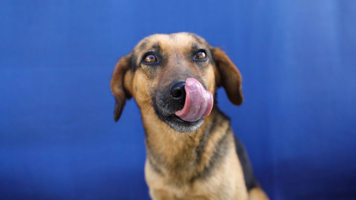 Este sábado 26 de julio, ven a la brigada de adopción en el Parque Cumbayá.
Ayuda a que un animal de compañía a que encuentre un hogar.