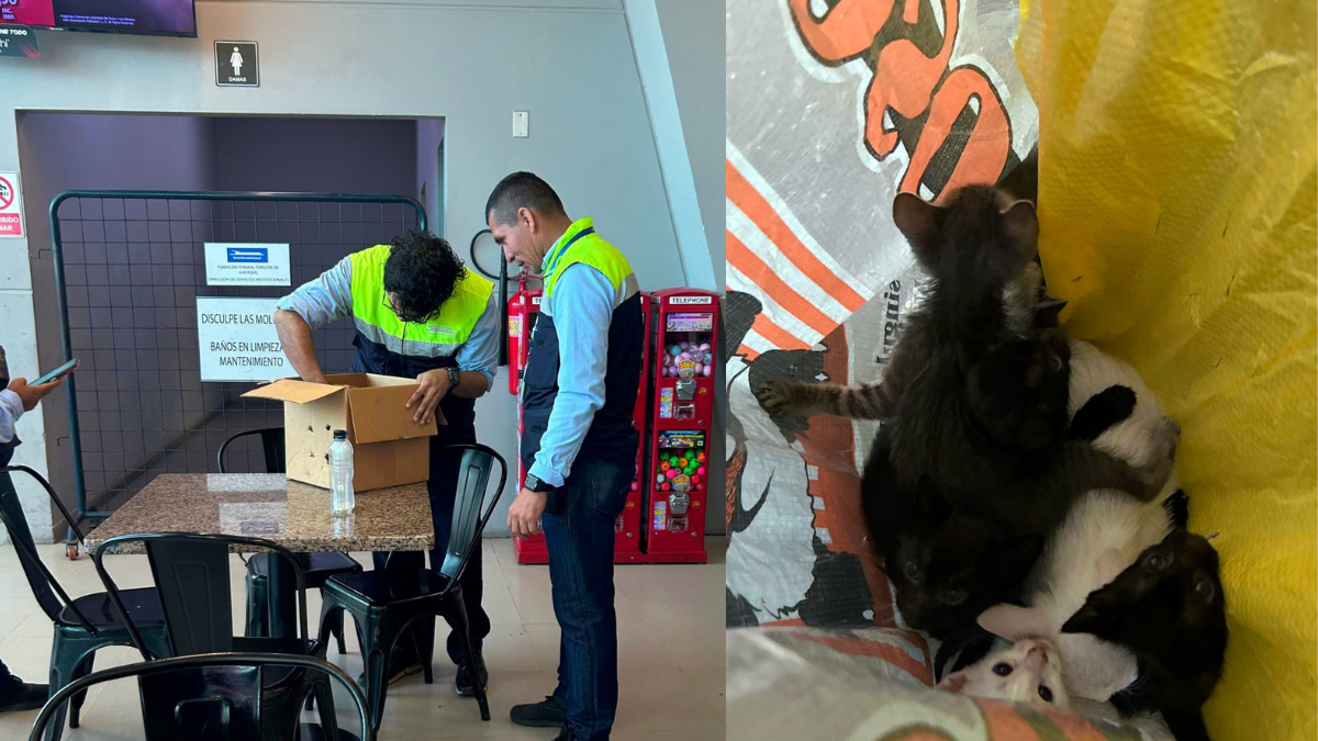 Gatitos fueron rescatados tras ser dejados en saco en terminal de Guayaquil.