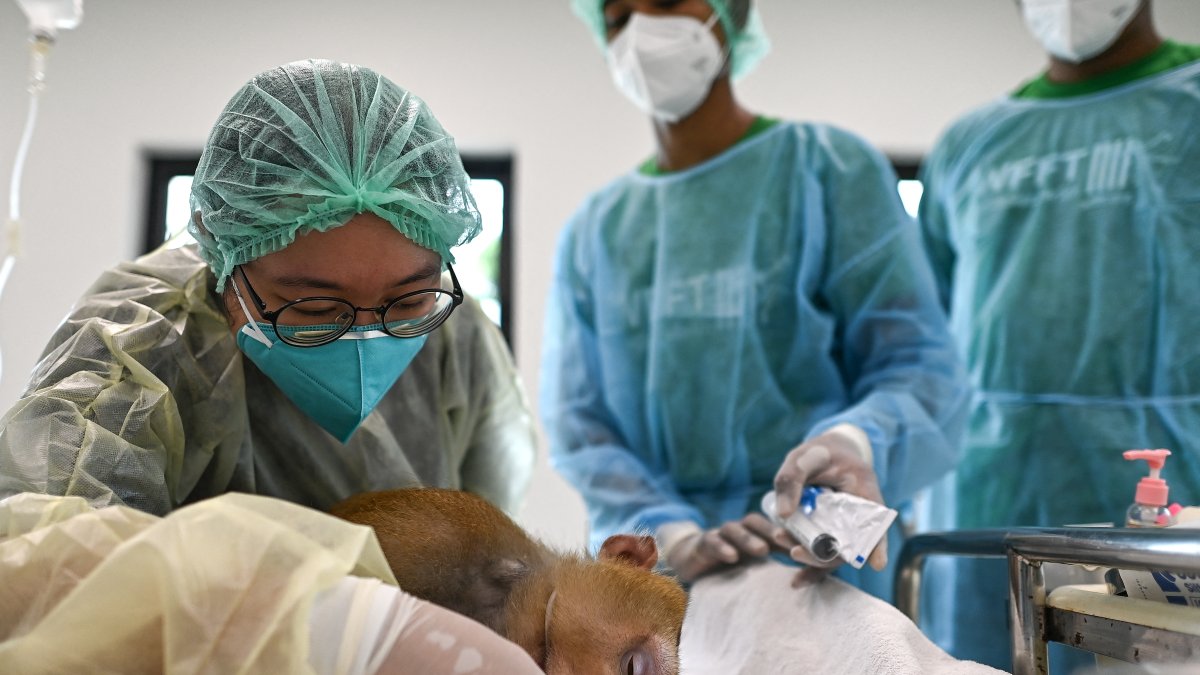 Ayuda. Decenas de animales son tratados todos los meses en las instalaciones de este hospital.