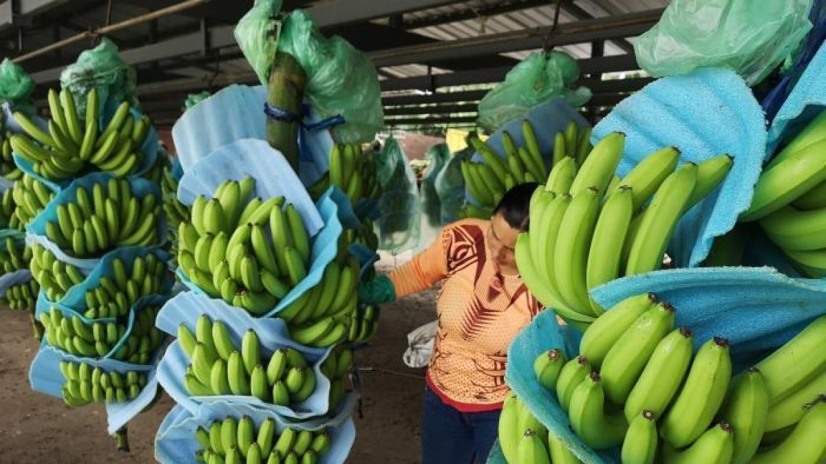 La deuda en firme de la exportadora, según la entidad recaudadora, cayó a $ 21, 7 millones.