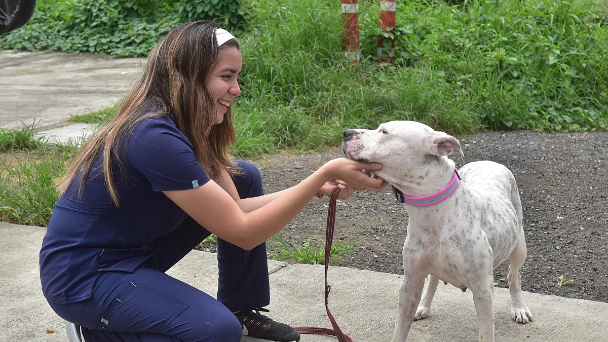 El trabajo coordinado entre ciudadanía y autoridades ha permitido rescatar a miles de animales en Guayaquil.