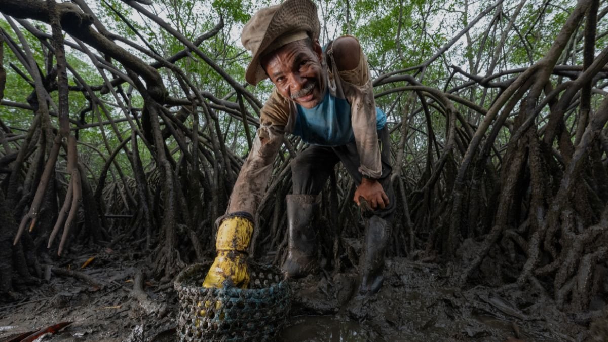El proyecto Manglares para el Clima, financiado por el Green Climate Fund, tiene como meta en los próximos seis años aumentar la conservación a 150.000 hectáreas