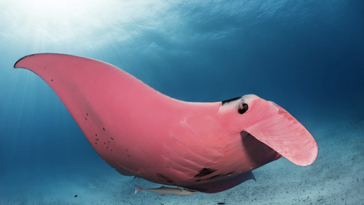 La única mantarraya rosa conocida en el mundo, apodada Inspector Clouseau, fue captada nadando cerca de la isla Lady Elliot, Australia.