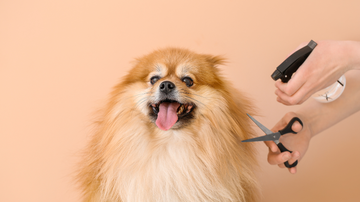 Elegir una buena alimentación para tu mascota no solo prolonga su vida, también mejora su calidad, empezando por lo que más se ve: su piel y su pelo.