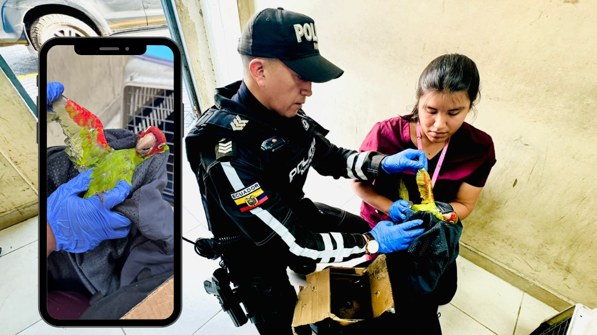 Los cuatro loros fueron encontrados en la mochila que llevaba el sujeto, quien fue detenido.