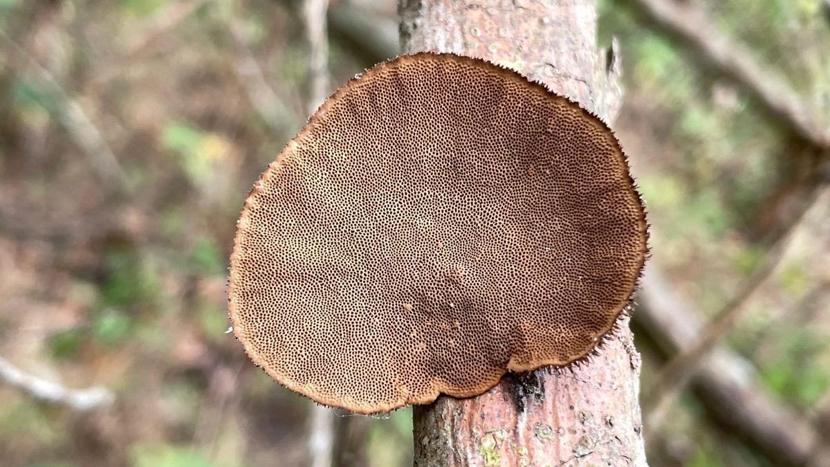 UTPL descubre 47 especies de hongos en Arenillas: alerta por el bosque seco tropical en riesgo