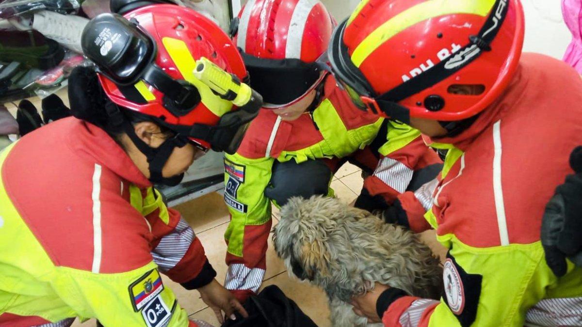 Bomberos de Quito rescatan a perrita que estaba en labor de parto en un balcón de una vivienda en el Centro Histórico.