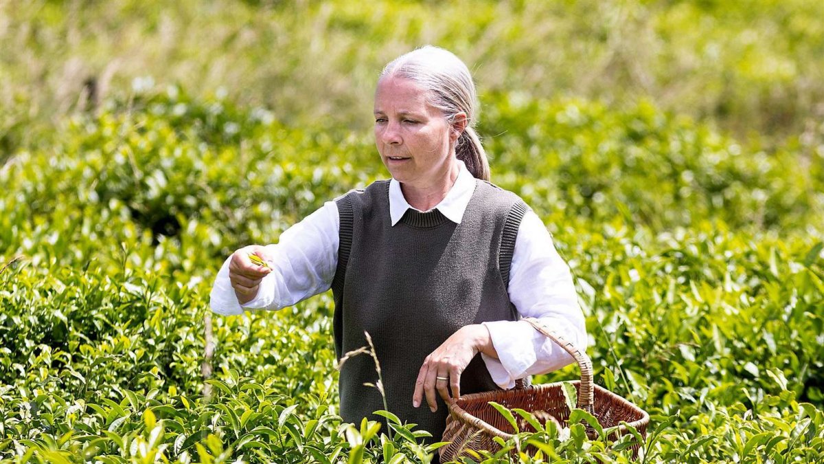 Para la investigación, el equipo utiliza suelos que imitan las condiciones de la Luna y Marte.
