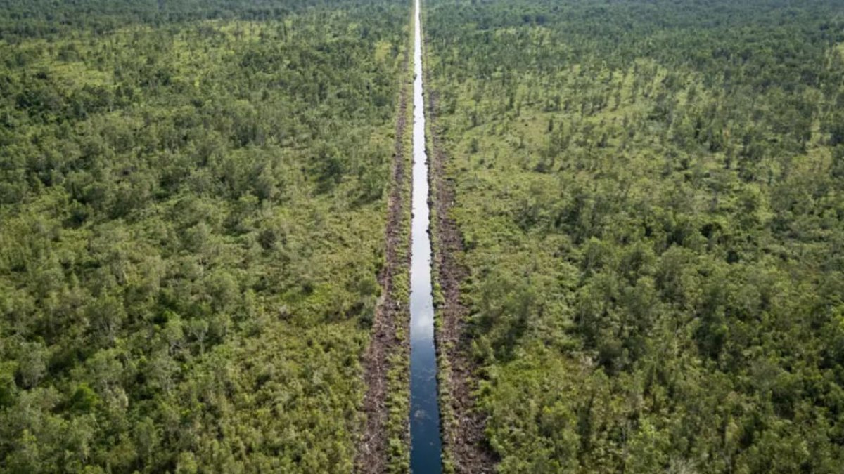 Aporte. Las turberas almacenan alrededor del 44% de todo el carbono cautivo en el suelo.