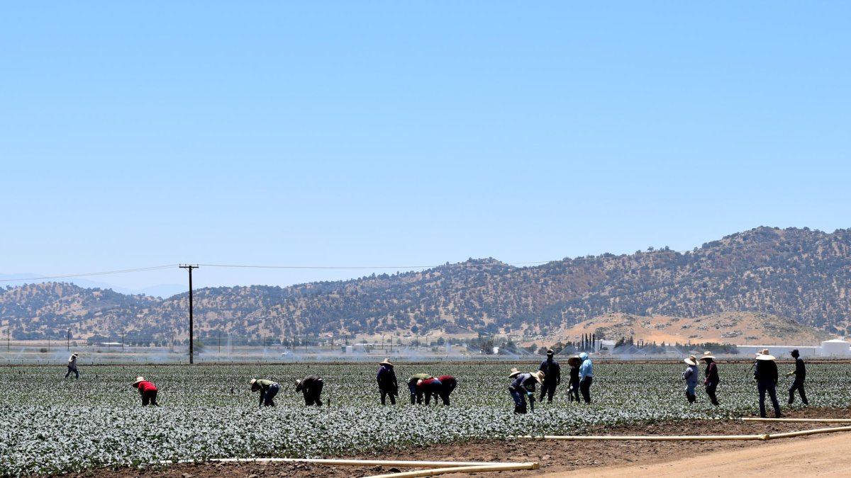 Personas recogiendo un cultivo, en Bakersfield (Estados Unidos).