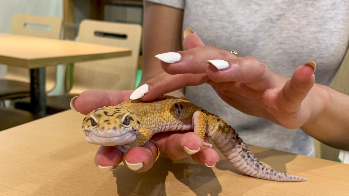 Una persona sostiene un gecko leopardo en una cafetería.