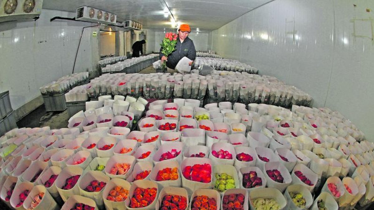 Afectados. El sector florícola es uno de los más afectados y pasará a pagar alrededor del 21 % en arancel.