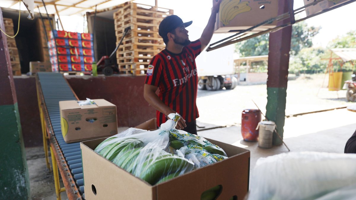 Desde el 7 de agosto de 2025 la exportación del banano de Ecuador paga arancel de 15 % a Estados Unidos.