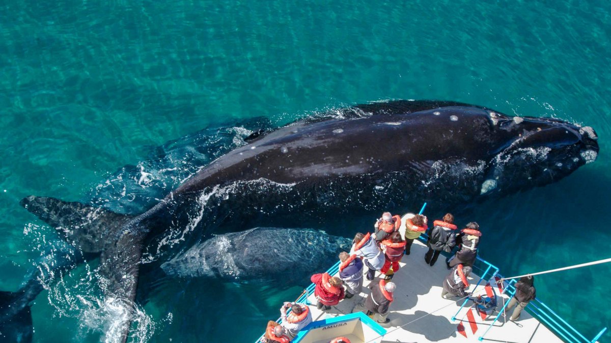 Fotografía que muestra un grupo de personas durante un avistamiento de ballenas en Chubut (Argentina).