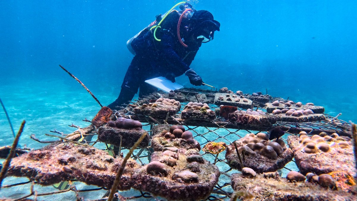 Proyecto. Un buzo observando los arrecifes de coral en las Islas Galápagos, como parte del proyecto de siembra para recuperar los supercorales.