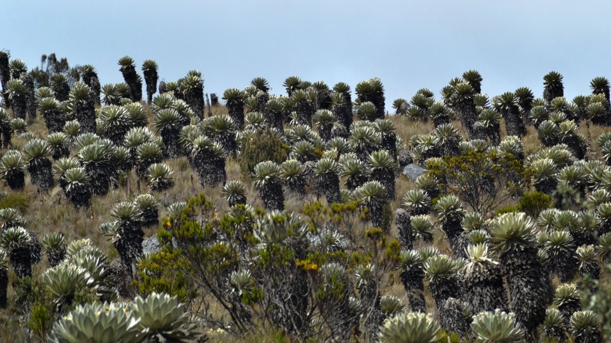Biodiversidad. Imagen de los páramos andinos en la sierra de Ecuador.