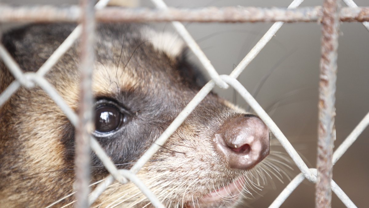 Los animales silvestres que son rescatados en Guayaquil se someten a un proceso largo de reinserción a su hábitat.