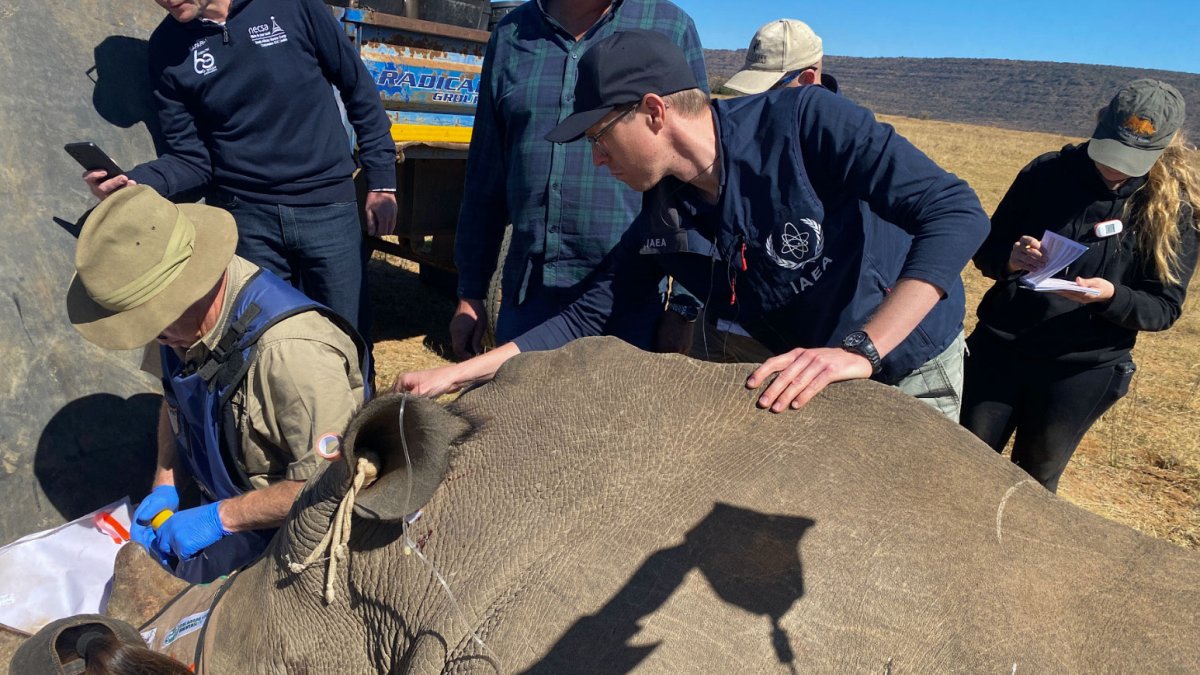 Marcas. Científicos marcan con isótopos radiactivos los cuernos.