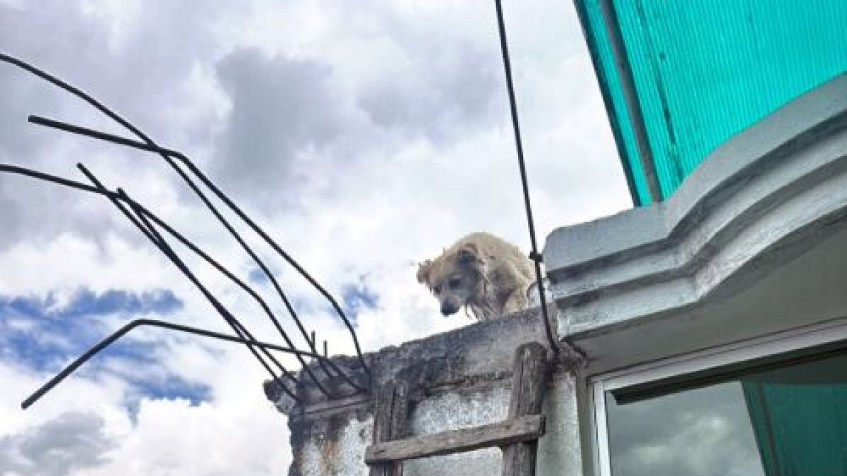 Situación. A este perrito lo abandonaron en la terraza de una vivienda en Quito.