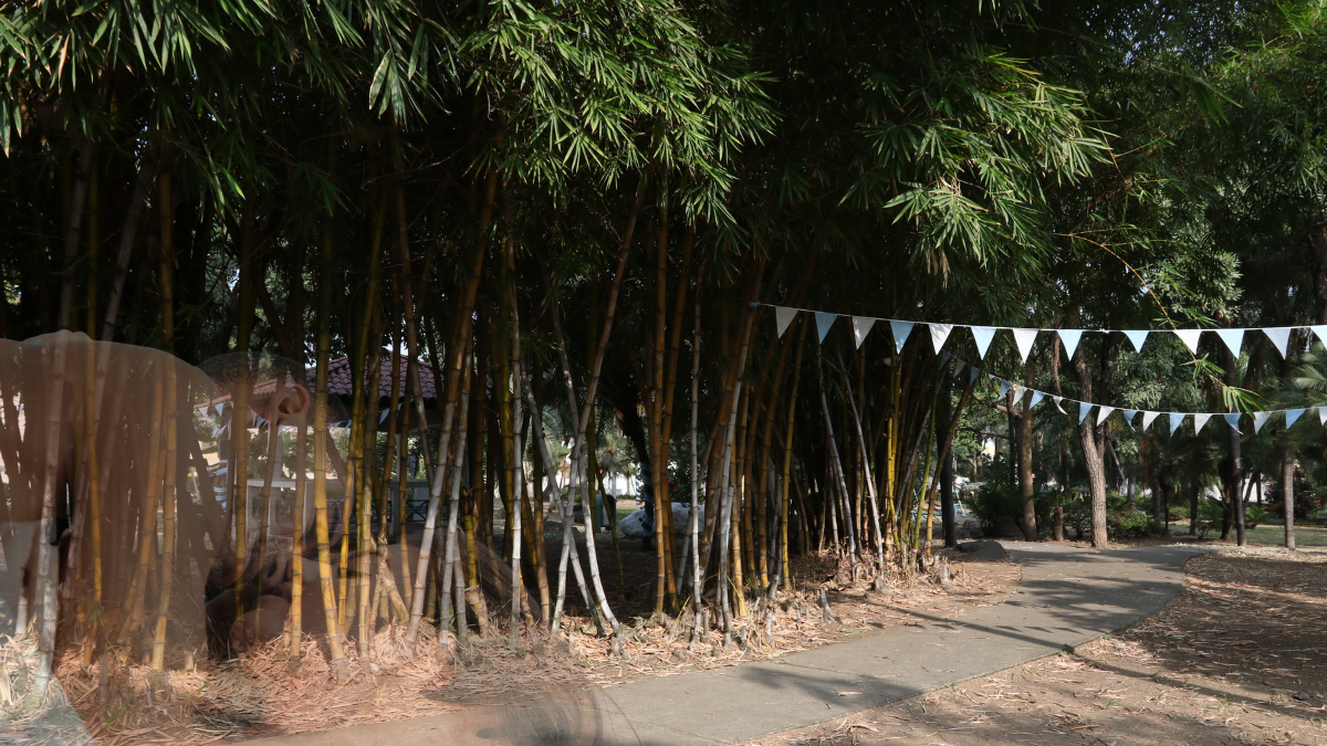 Los grandes y frondosos árboles del parque de San Felipe parecen estar entre los favoritos de las parejas para ocultarse.