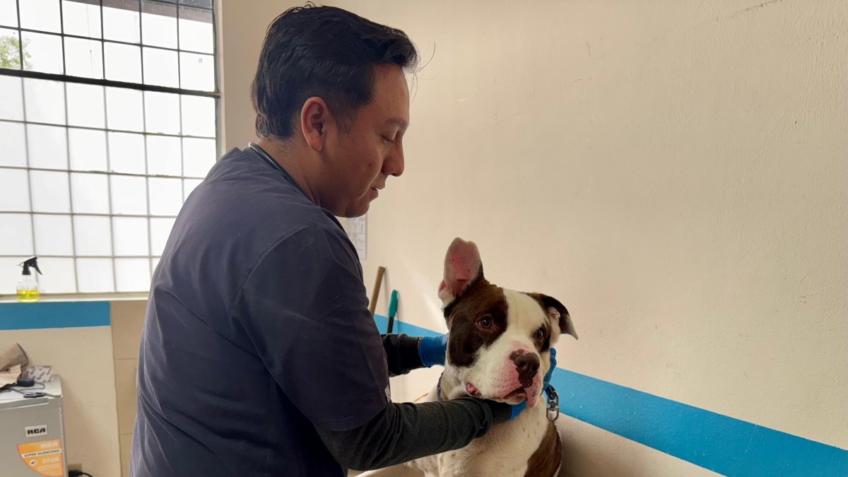 El perrito recibe atención veterinaria y una evaluación etológica.