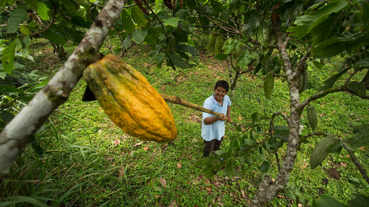 Ecuador exportó a Estados Unidos aproximadamente 250 millones de dólares en 2024.