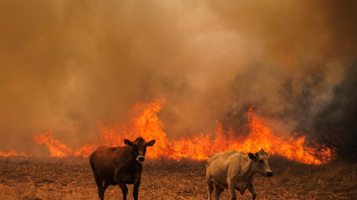 Imagen de vacas huyendo de las llamas la semana pasada durante un incendio forestal en  Portugal.