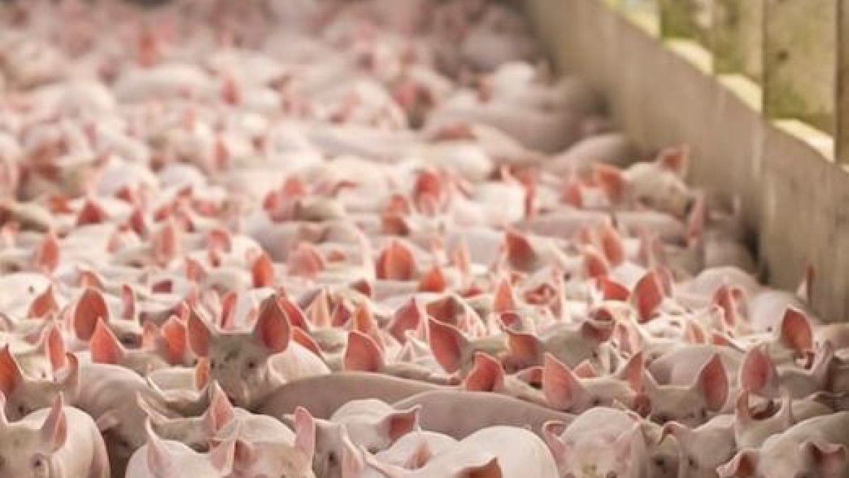 La UE dará mejor acceso a su mercado a productos agrícolas de EEUU, como cerdo o lácteos.