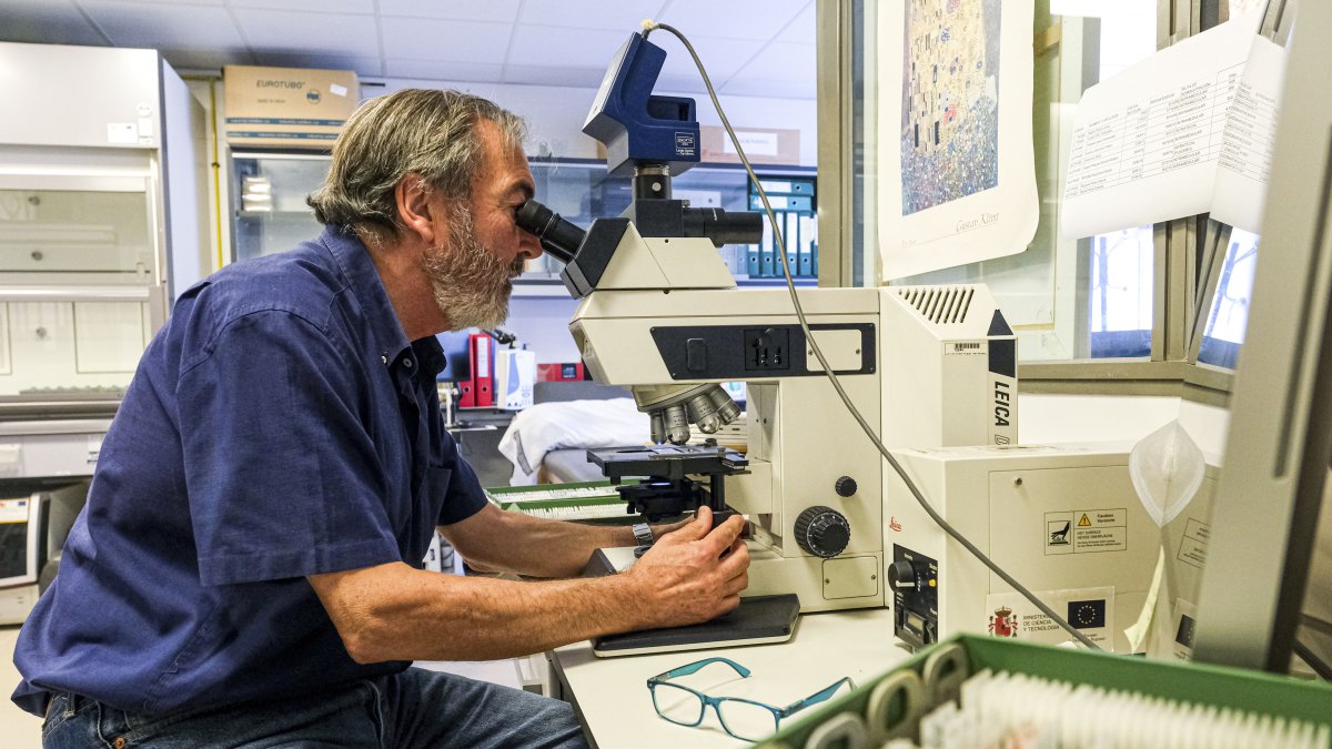 Una novedosa investigación sobre los efectos de la pandemia concluye que las niñas y niños de 5 años que contrajeron el virus de la covid-19.