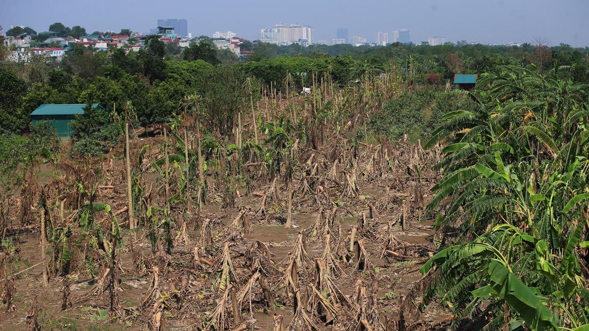 Imagen de archivo tomada el 24 de septiembre de 2024 en Hanói, Vietnam, que muestra plátanos caídos en un campo tras el tifón Yagi.