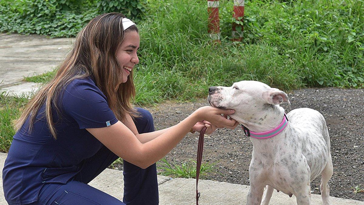 Más de 3.500 denuncias por maltrato, abandono y otras formas de vulneración animal fueron registradas en Guayaquil entre enero y junio de 2025.