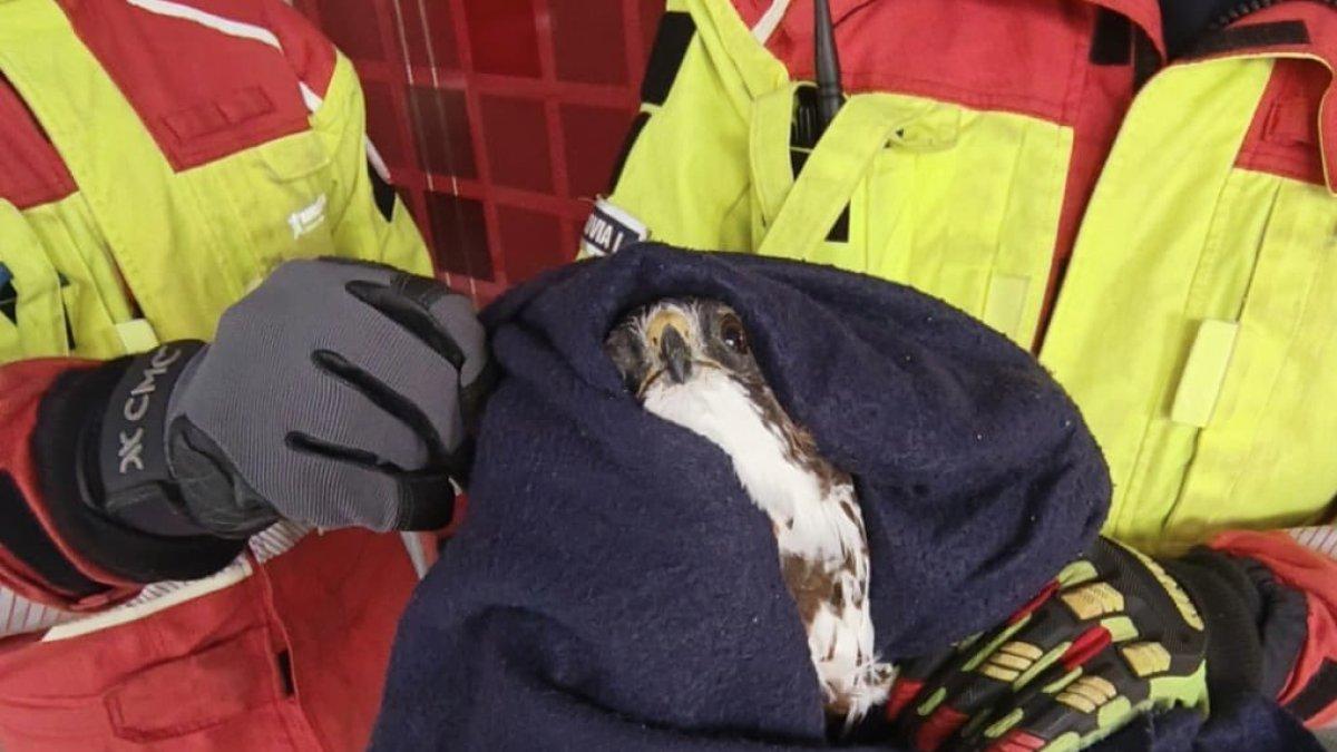 Bomberos rescataron a un águila que quedó atrapada en la malla de un cerramiento en el norte de Quito.