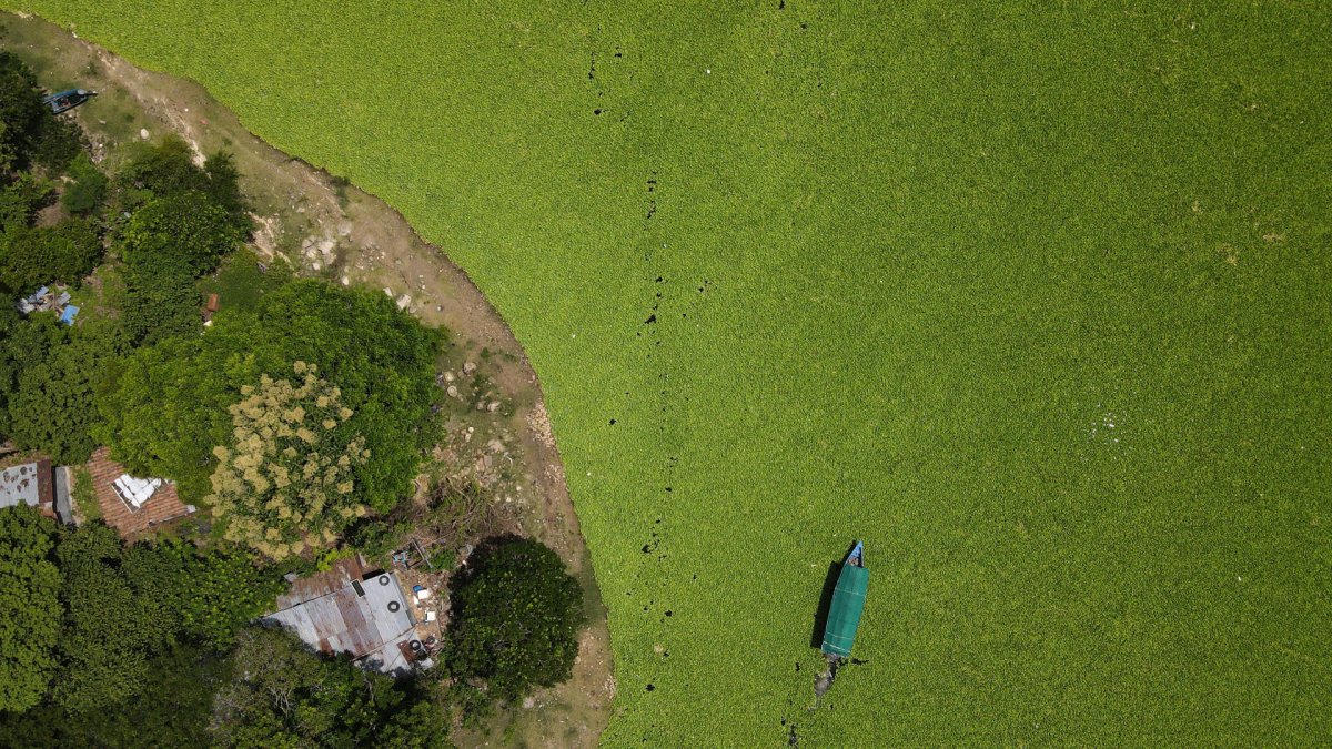 Fotografía aérea que muestra el lago Suchitlán afectado por la planta acuática Pistia Stratiotes este jueves, en Cuscatlán (El Salvador).