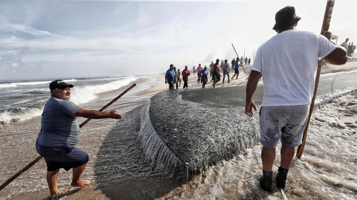 La xávega, una práctica ancestral de pesca propia de varias regiones del norte y el centro de Portugal, en la Praia de Torreira.