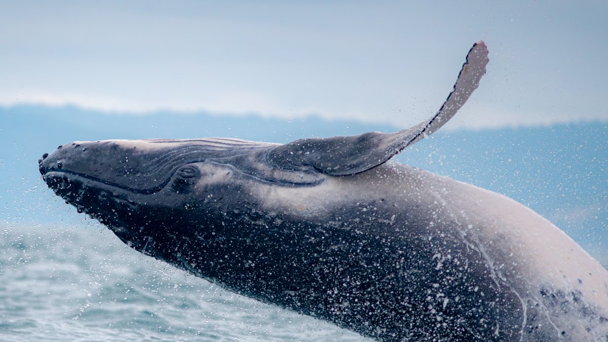 Estas especies pueden realizar saltos impresionantes que alcanzan hasta 5 metros de altura sobre la superficie del mar.