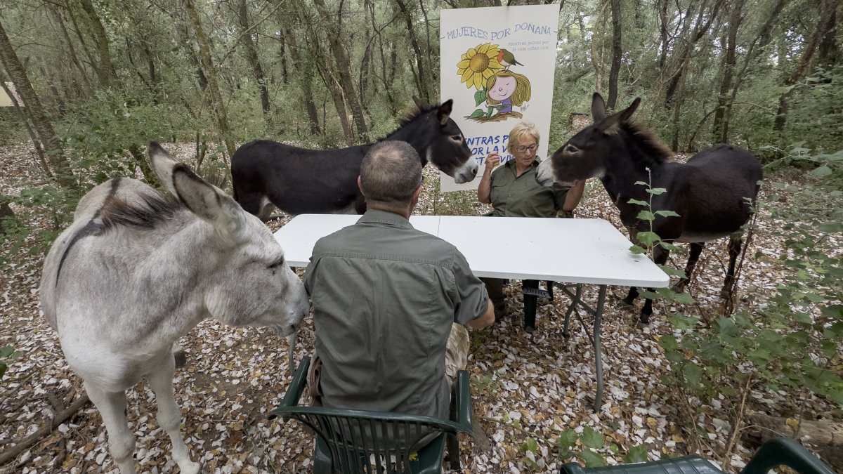 El batallón de 'burros bomberos' de Doñana es un grupo de 18 animales cuya labor preventiva, planifica la asociación 'El Burrito Feliz' (EBF).