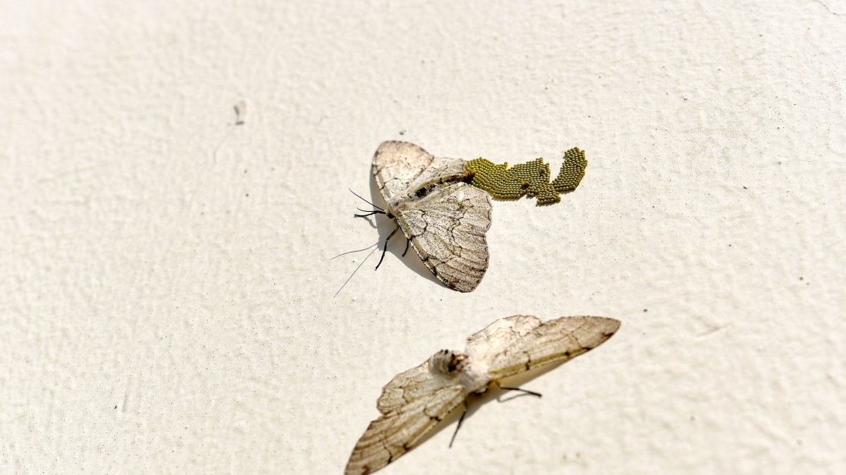 Polillas en Guayaquil.