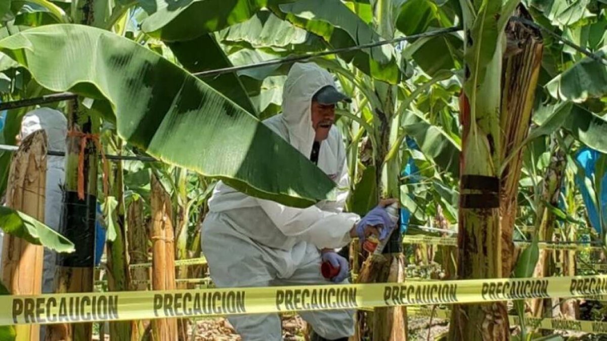 Un técnico toma muestra para que en un laboratorio se determine si esa planta está enferma con Fusarium R4T y se marca la área en cuarentena.