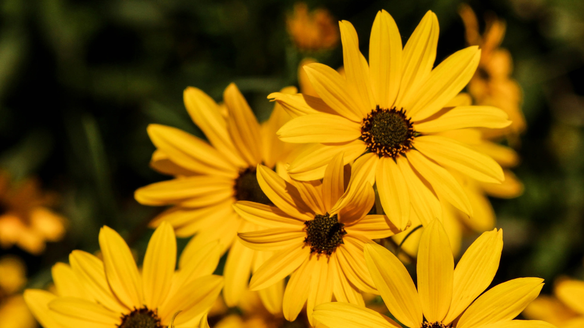 Cada 21 de septiembre y 21 de marzo, las flores amarillas se convierten en símbolo de amor y esperanza.