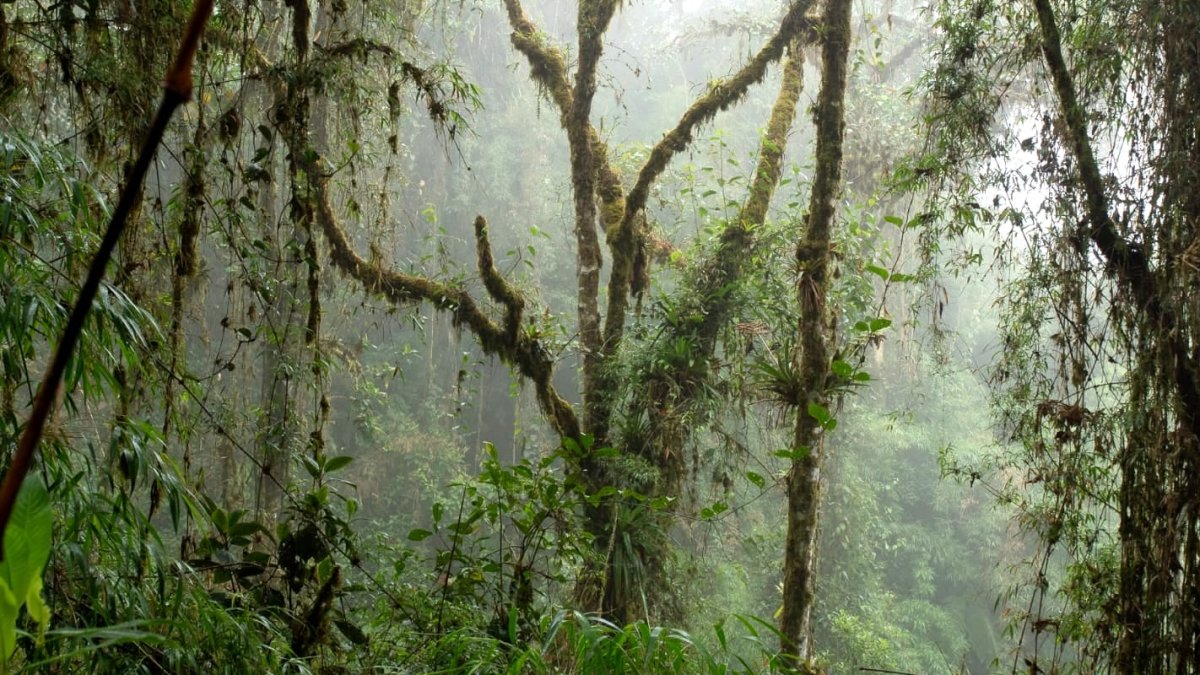 Bosque. Machay, situado en la provincia de Tungurahua, abarca una superficie de 1.164,898 hectáreas.