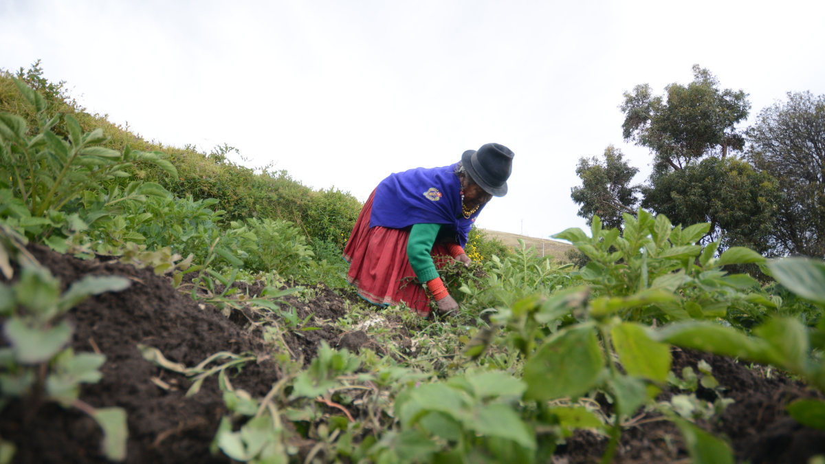 El Bono Raíces está destinado a personas con necesidades económicas que se dediquen a actividades agropecuarias.