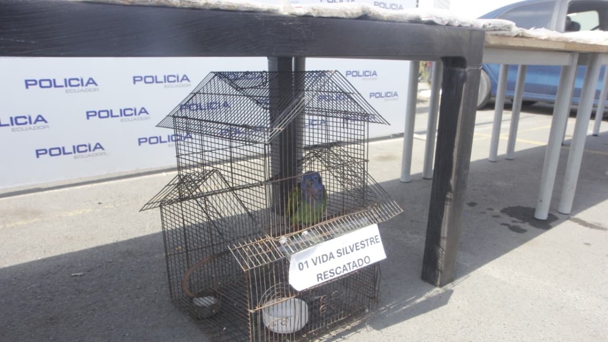 El loro cabeza azul recuperado en el operativo.