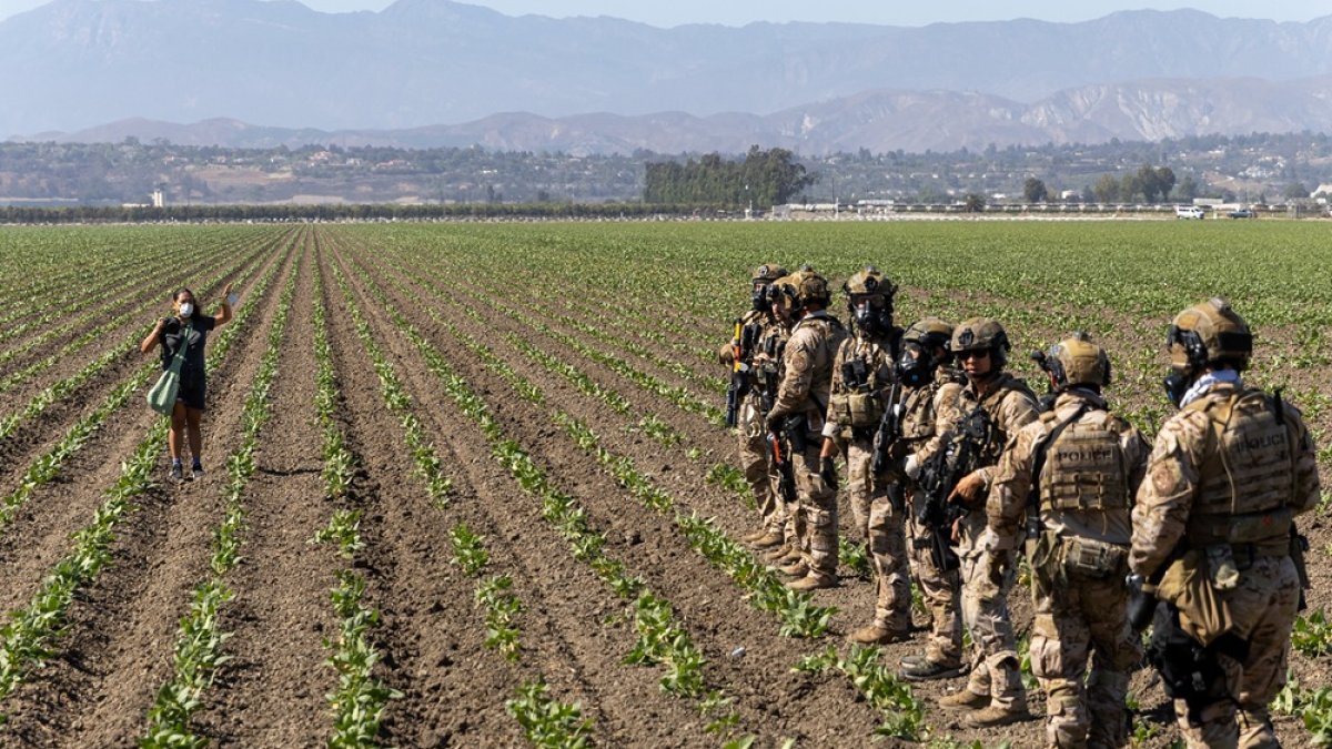 Una mujer levanta las manos mientras los oficiales de Aduanas y Protección Fronteriza extienden su línea hacia un campo de cultivo durante una redada de agentes federales, en Camarillo, California.