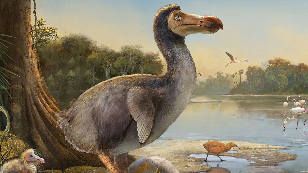 El dodo, ave de la isla de Mauricio, se extinguió a finales del siglo XVII debido a la caza y la introducción de depredadores por parte de exploradores.