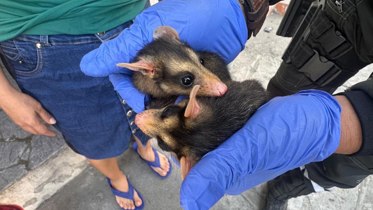 Especies que fueron rescatadas por la Policía.