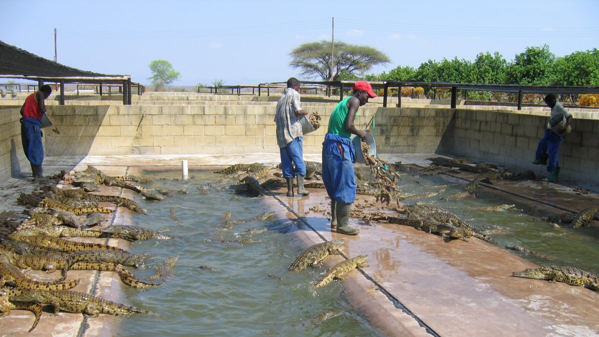 Criaderos. La granja de cocodrilos se encuentra en el distrito de Binga, en Zimbabue, donde los trabajadores alimentan a los animales.