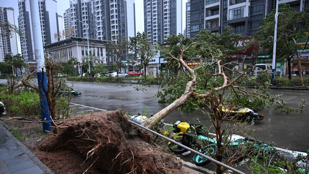 Un árbol arrancado de raíz junto a la carretera en la ciudad de Yangjiang, provincia de Guangdong, China, 24 de septiembre de 2025.